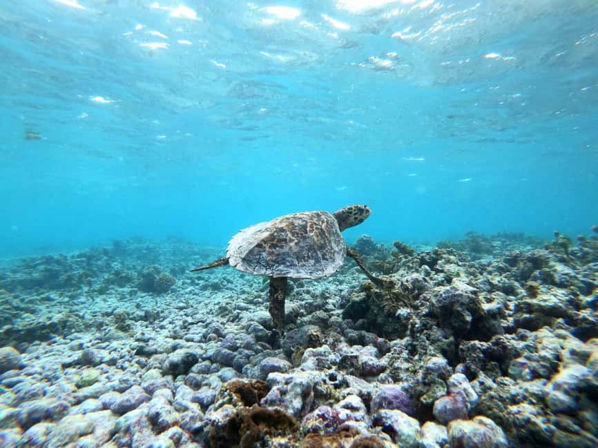 image n.2 of Praslin: Coco Felicite & La Digue Island Full-Day Boat Trip activity in Mahé, uploaded by supplier
