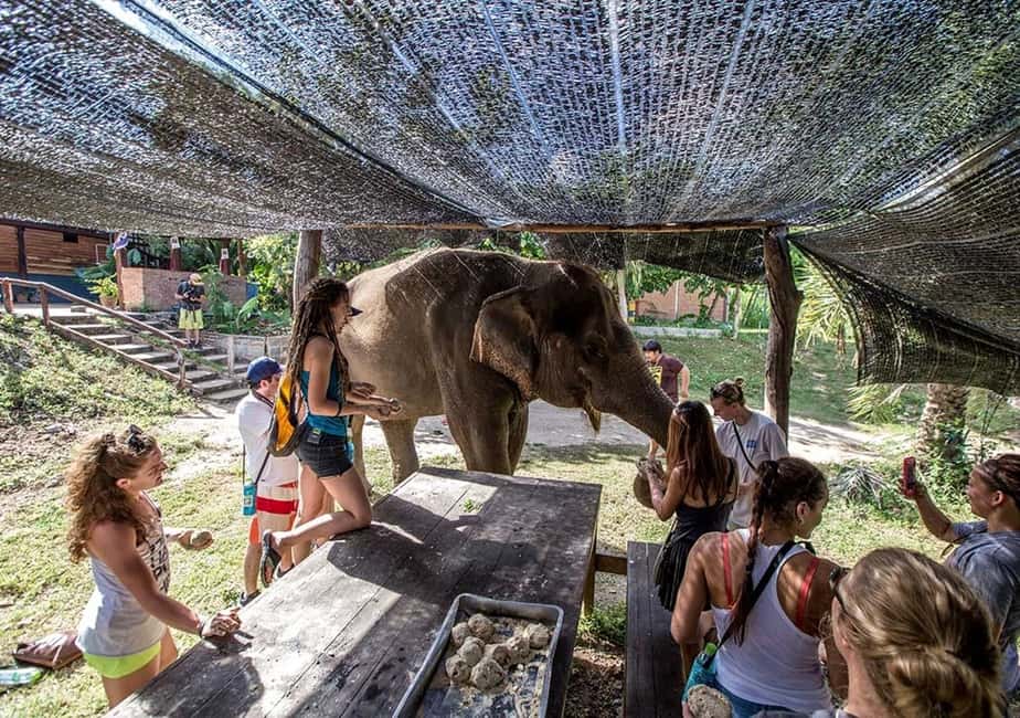 image n.10 of From Bangkok: ElephantsWorld Kanchanaburi 2-Day Experience activity in Kanchanaburi, uploaded by supplier