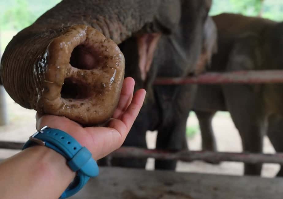 image n.11 of From Bangkok: ElephantsWorld Kanchanaburi 2-Day Experience activity in Kanchanaburi, uploaded by supplier