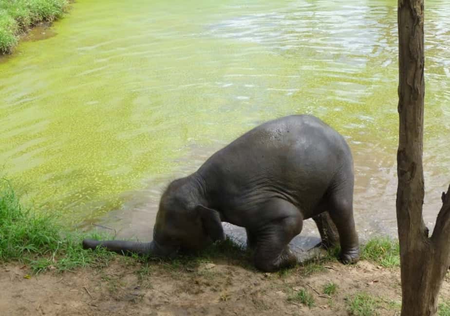 image n.13 of From Bangkok: ElephantsWorld Kanchanaburi 2-Day Experience activity in Kanchanaburi, uploaded by supplier