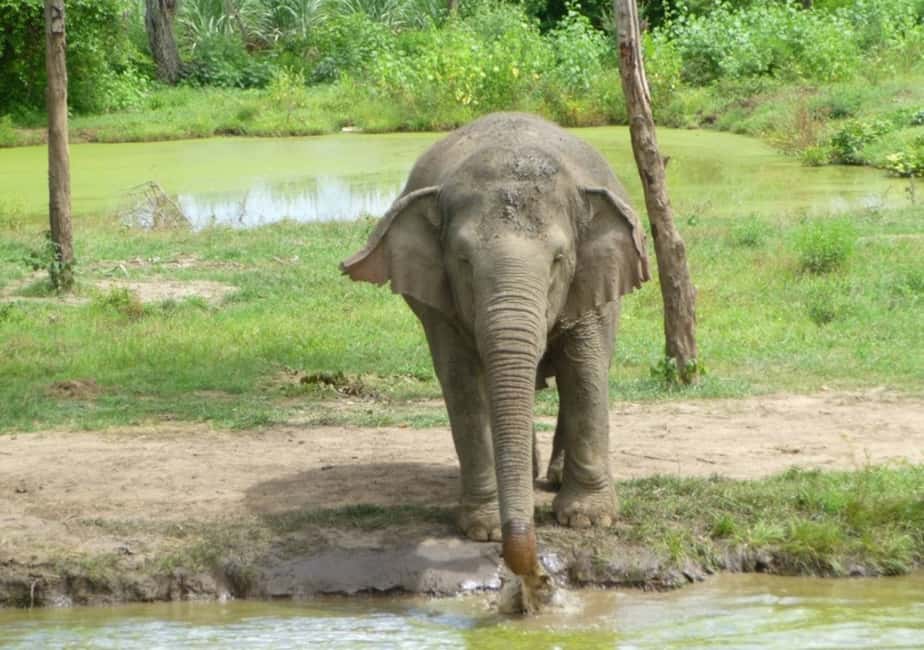 image n.14 of From Bangkok: ElephantsWorld Kanchanaburi 2-Day Experience activity in Kanchanaburi, uploaded by supplier