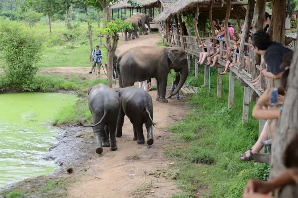 image n.18 of From Bangkok: ElephantsWorld Kanchanaburi 2-Day Experience activity in Kanchanaburi, uploaded by supplier