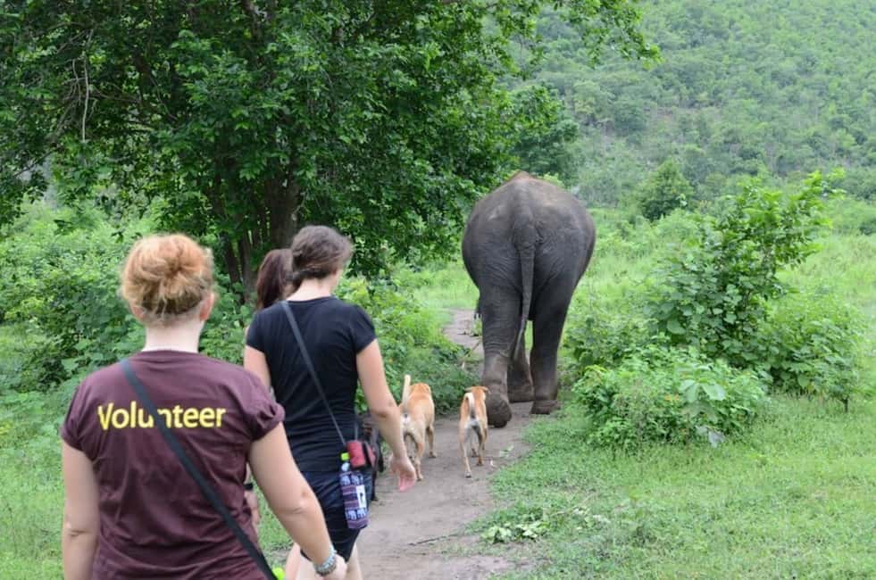 image n.17 of From Bangkok: ElephantsWorld Kanchanaburi 2-Day Experience activity in Kanchanaburi, uploaded by supplier