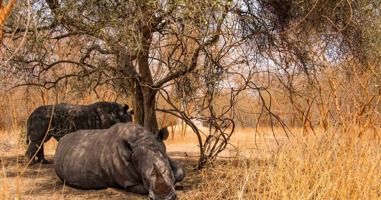 image n.2 of From Dakar/Saly: Half-Day Bandia Wildlife Reserve Tour activity in Thies, uploaded by supplier