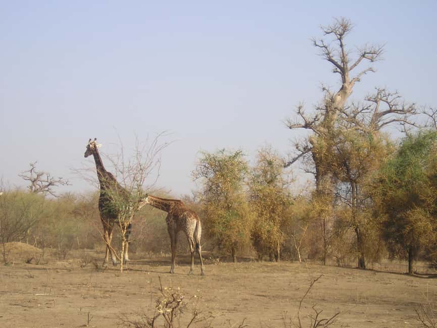 image n.3 of From Dakar/Saly: Half-Day Bandia Wildlife Reserve Tour activity in Thies, uploaded by supplier