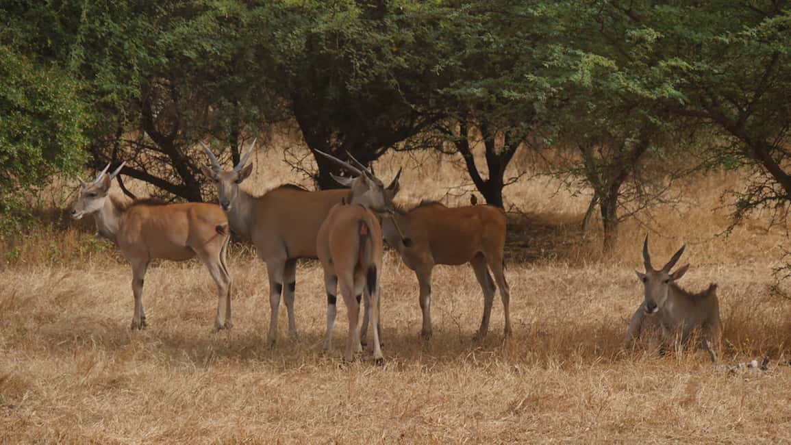 image n.4 of From Dakar/Saly: Half-Day Bandia Wildlife Reserve Tour activity in Thies, uploaded by supplier
