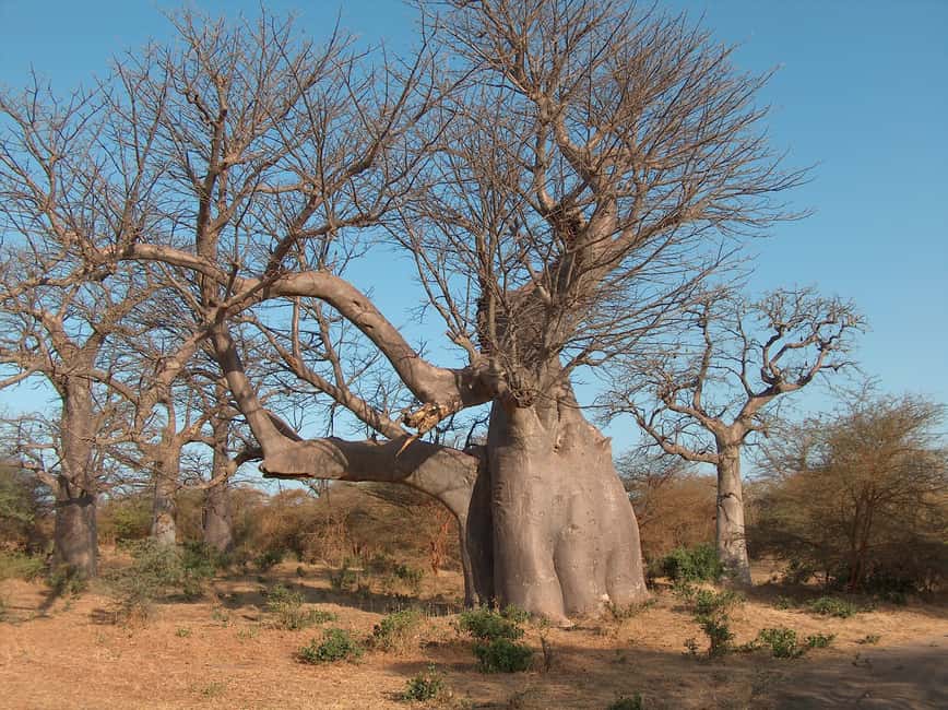 image n.5 of From Dakar/Saly: Half-Day Bandia Wildlife Reserve Tour activity in Thies, uploaded by supplier