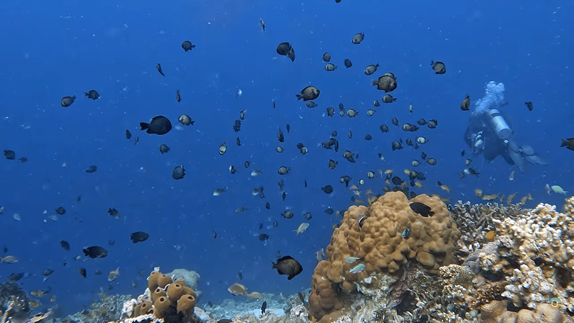 image n.22 of Moalboal : Scuba Diving Sardine Run and Turtle Chasing activity in Moalboal, uploaded by supplier