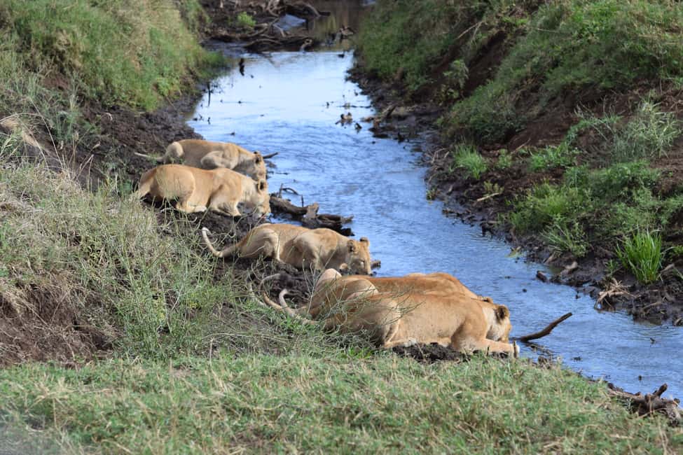 Image N°3 de Arusha : Safari en camping de plusieurs jours au Serengeti et au Ngorongoro activité à Région d'Arusha, publiée par le prestataire