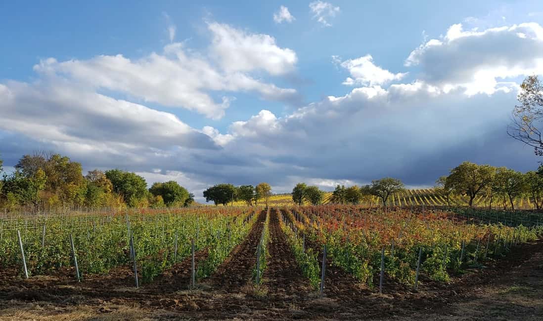 Immagine nº 3 di Montepulciano: tour della cantina toscana con degustazione di vini e pasto attività a Montepulciano, caricata dal fornitore