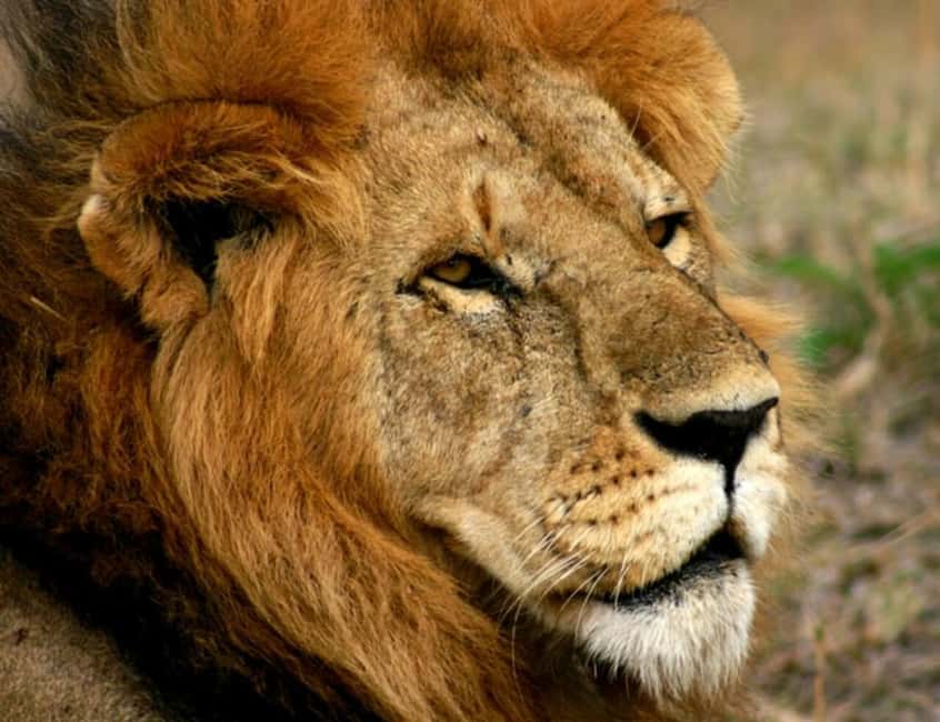 Image N°5 de Arusha : Safari en camping de plusieurs jours au Serengeti et au Ngorongoro activité à Région d'Arusha, publiée par le prestataire