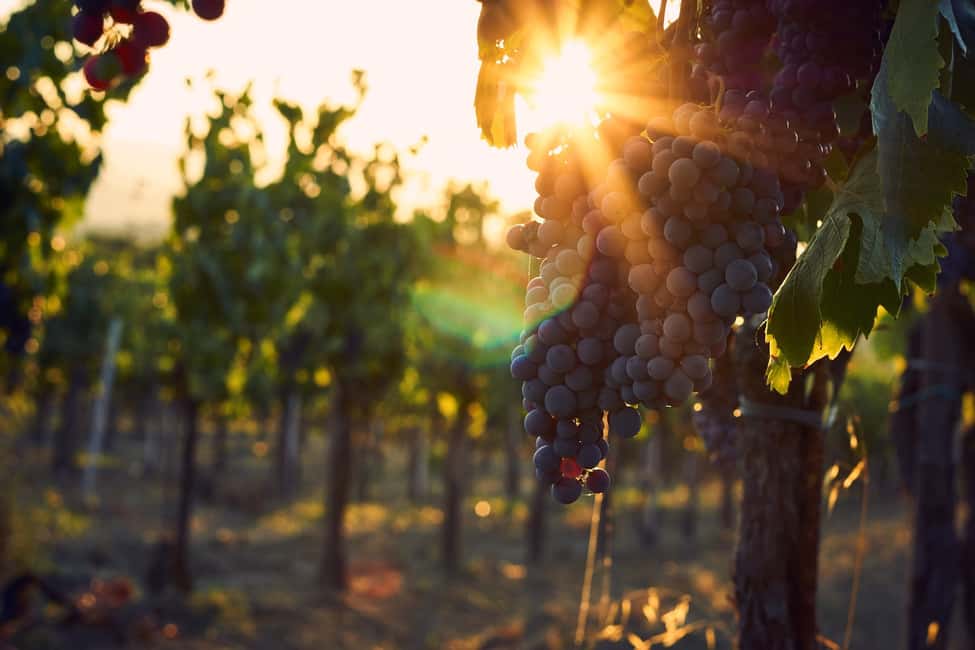 image n.7 of Lake Garda: Wine Tour and Tasting Experience in Bardolino activity in Lombardy, uploaded by supplier