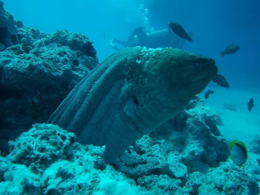 image n.25 of Hurghada: Luxury Cruise Trip to Orange Bay with Lunch activity in Red Sea Governorate, uploaded by supplier