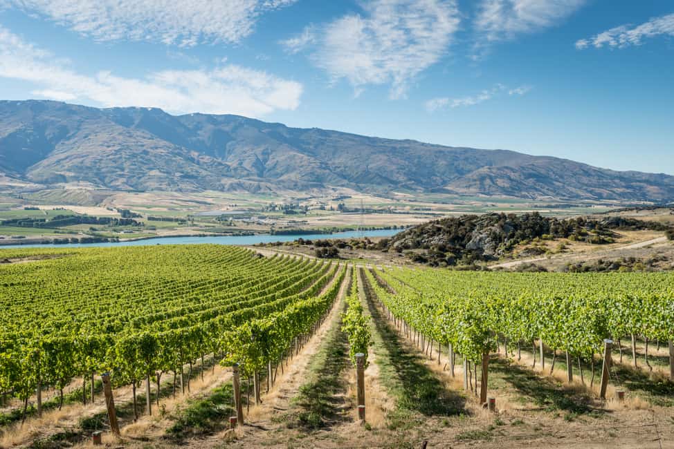 image n.1 of Boutique Winery Half-Day Tour & Vineyard Platter-Style Lunch activity in Bannockburn, uploaded by supplier