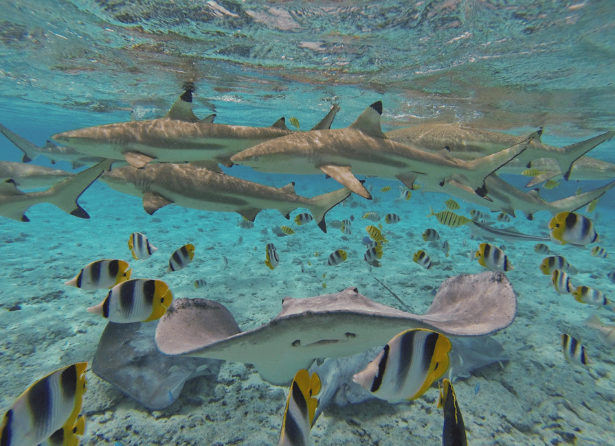 image n.6 of Bora Bora by Land and Sea: 4WD Safari and Snorkel activity in Papeete, uploaded by supplier
