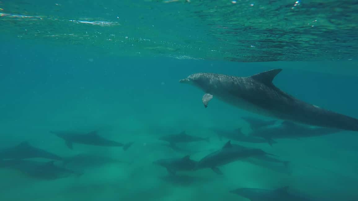 Image N°13 de Excursion en kayak à la rencontre des dauphins et visite du parc national en 4X4 sur la plage (privée) activité à Région de Gympie, publiée par le prestataire