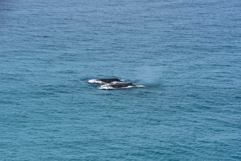 Image N°16 de Excursion en kayak à la rencontre des dauphins et visite du parc national en 4X4 sur la plage (privée) activité à Région de Gympie, publiée par le prestataire