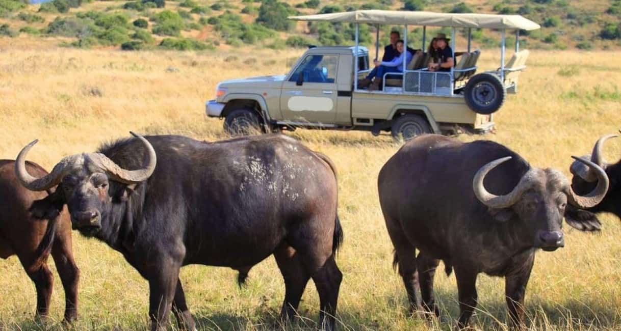 image n.70 of 2-Days Wildlife Safari to Tsavo East & Tsavo West Park activity in Coast Province, uploaded by supplier