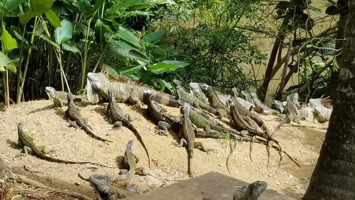 image n.3 of Roatán: Gumbalimba Preservation Nature Park and Beach Break activity in Bay Islands Department, uploaded by supplier