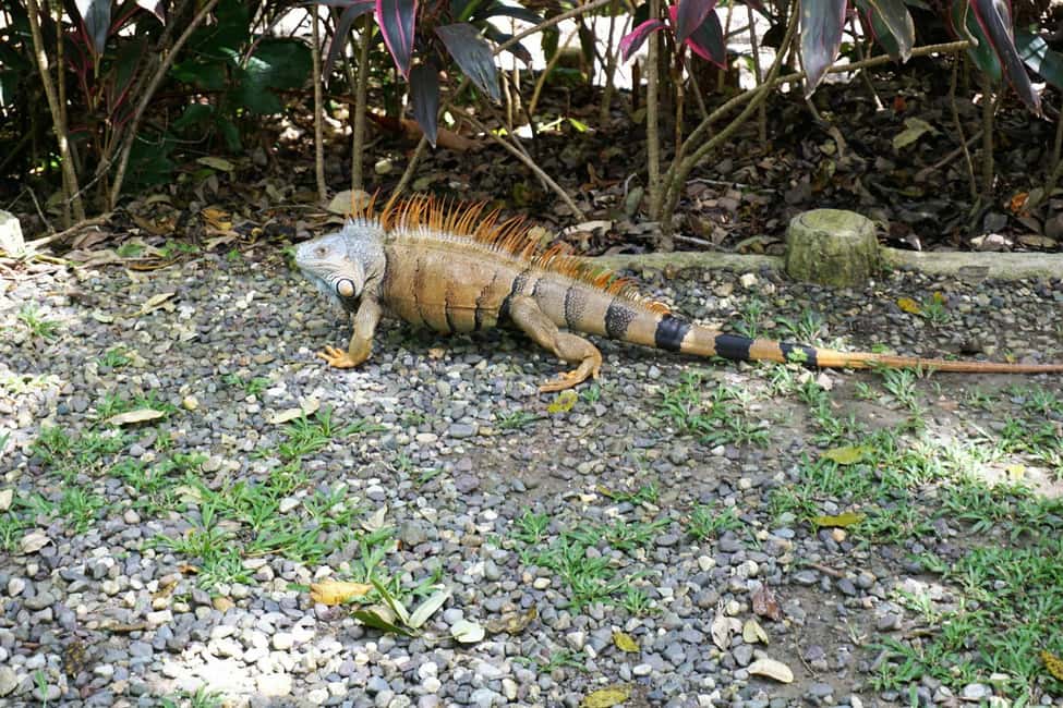 image n.1 of Roatán: Gumbalimba Preservation Nature Park and Beach Break activity in Bay Islands Department, uploaded by supplier