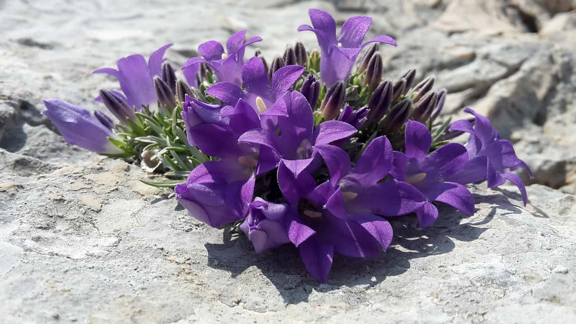 image n.2 of From Makarska: Biokovo Nature Park Guided Tour with Skywalk activity in Dalmatia, uploaded by supplier