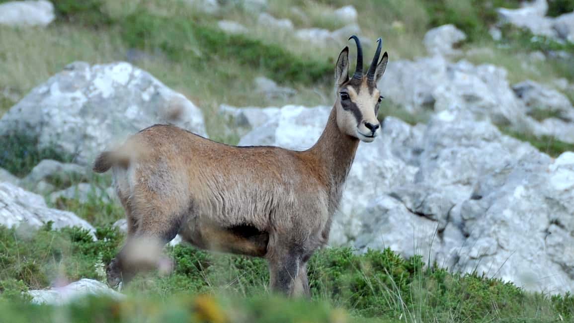 image n.4 of From Makarska: Biokovo Nature Park Guided Tour with Skywalk activity in Dalmatia, uploaded by supplier