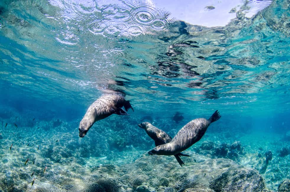 image n.2 of Cabo Pulmo Marine Park: Scuba Diving Excursion activity in Baja California Sur, uploaded by supplier