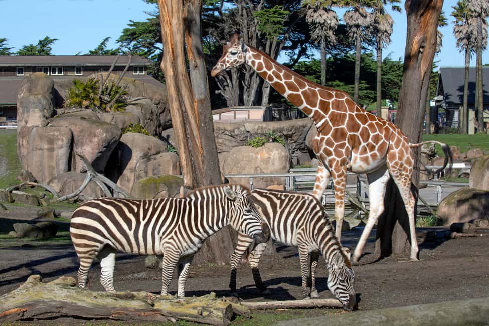 image n.7 of San Francisco CityPASS®: Save 46% at 4 Top Attractions activity in San Francisco, uploaded by supplier
