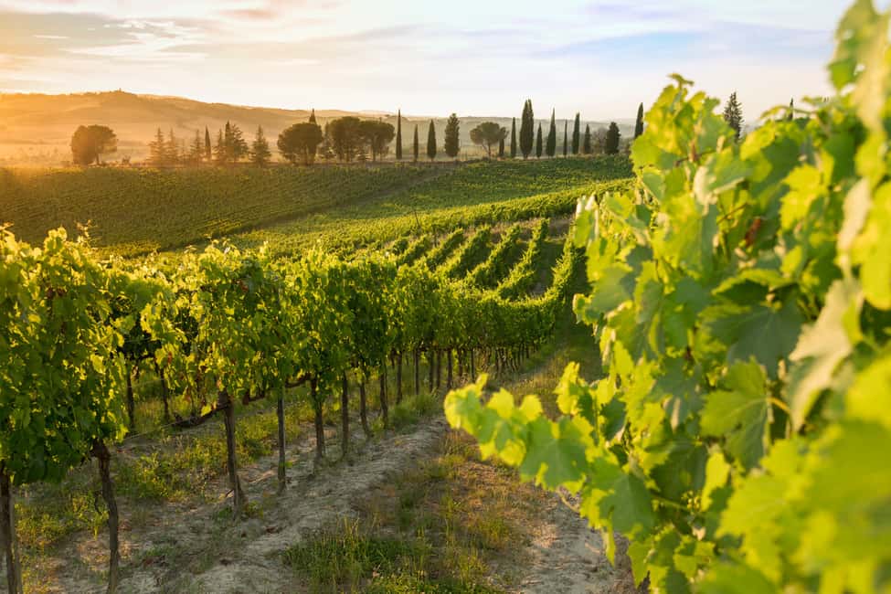imagem n.4 de Montalcino: Degustação de vinho Brunello e almoço em um castelo da Toscana atividade em Montalcino, carregada pelo fornecedor