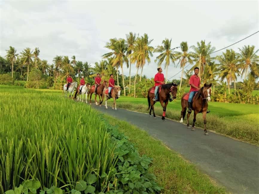image n.7 of Bali: Horse Riding on Pigstone Beach and in the Rice Fields activity in Bali, uploaded by supplier
