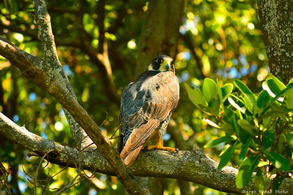 image n.2 of From Riviera Maya : Sian Ka'an Muyil Birdwatching with Guide activity in Yucatan Peninsula, uploaded by supplier