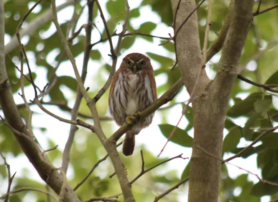 image n.6 of From Riviera Maya : Sian Ka'an Muyil Birdwatching with Guide activity in Yucatan Peninsula, uploaded by supplier