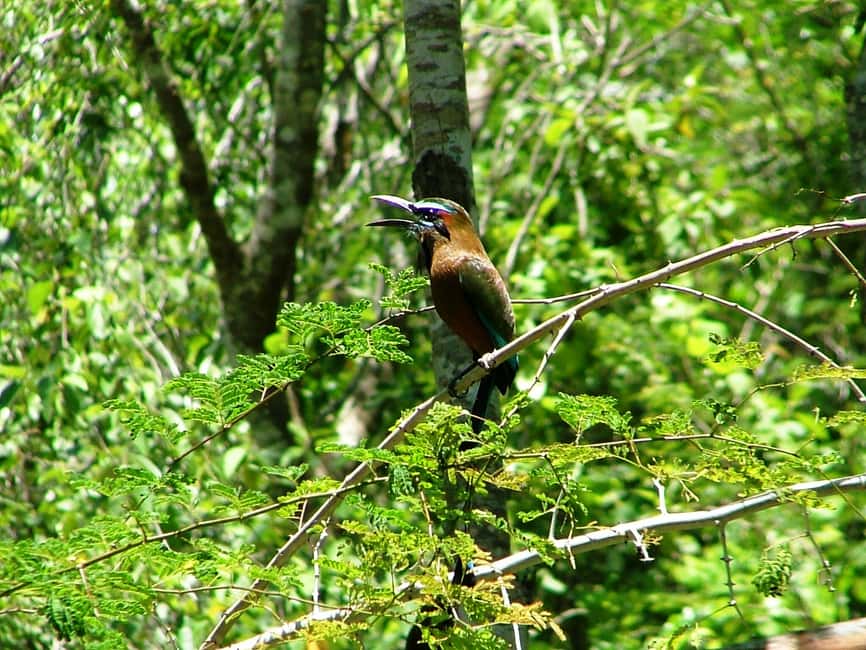 image n.3 of From Riviera Maya : Sian Ka'an Muyil Birdwatching with Guide activity in Yucatan Peninsula, uploaded by supplier