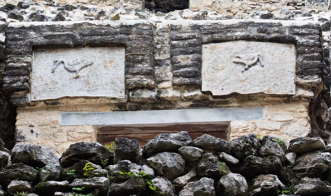 image n.8 of From Riviera Maya : Sian Ka'an Muyil Birdwatching with Guide activity in Yucatan Peninsula, uploaded by supplier