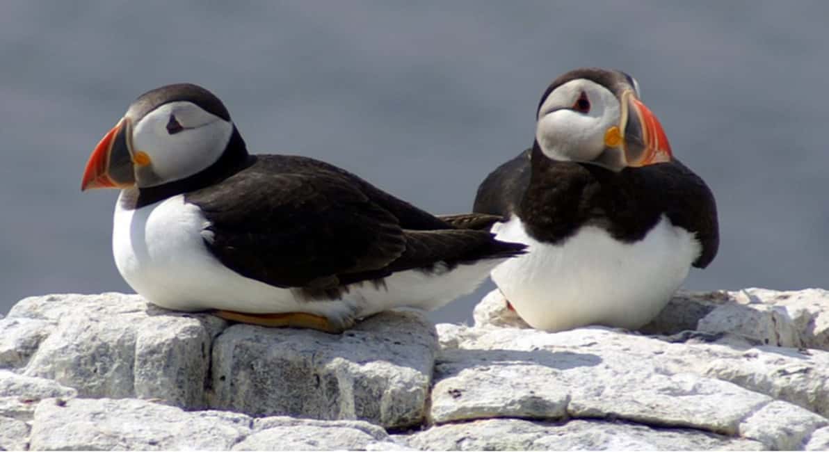 image n.3 of Seahouses: Inner Farne National Trust Bird Sanctuary Tour activity in Northumberland, uploaded by supplier