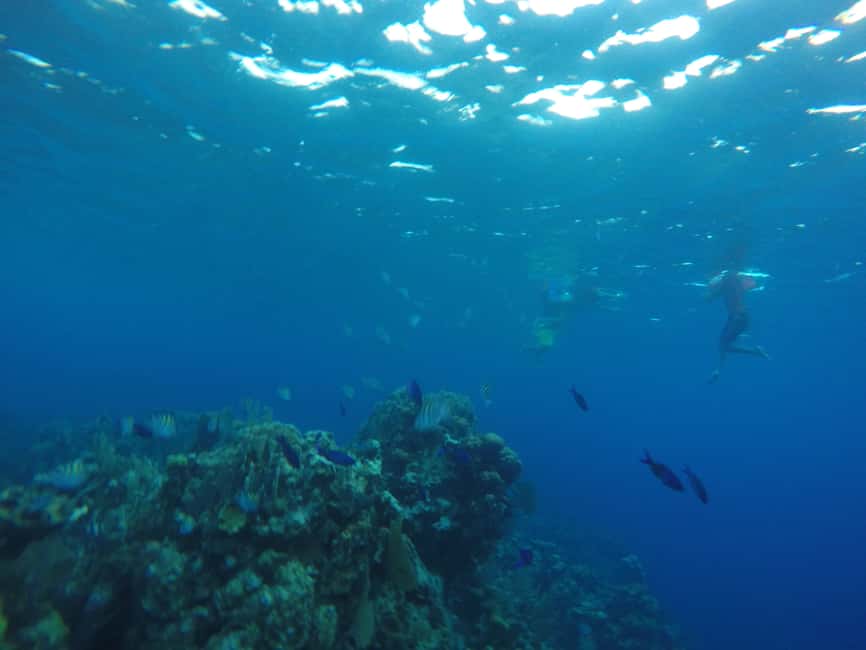image n.7 of Roatán: Private Customizable Island Exploration Tour activity in Coxen Hole, uploaded by supplier