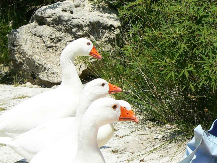 image n.14 of Heraklion:Day trip to Chania old Town,Kournas Lake& Rethymno activity in Kournas, uploaded by supplier