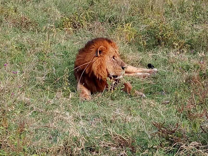 image n.23 of Nairobi National Park Half-Day Game Drive activity in Nairobi, uploaded by supplier