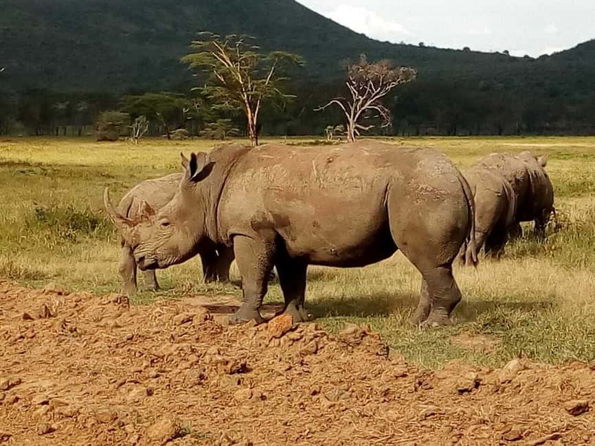 image n.24 of Nairobi National Park Half-Day Game Drive activity in Nairobi, uploaded by supplier