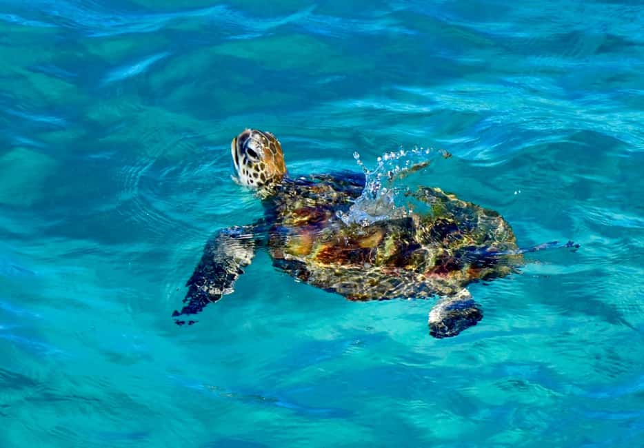 image n.15 of Brisbane: Stradbroke Island Tour - Beaches, Wildlife & Vibes activity in Brisbane, uploaded by supplier