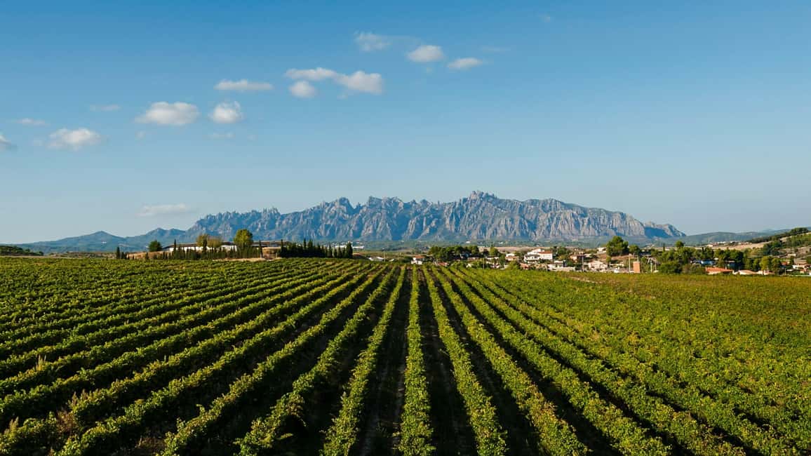 billede nr.7 af aktiviteten Montserrat & Cava Wineries Dagsudflugt fra Barcelona m/ afhentning i Marganell, uploadet af udbyder