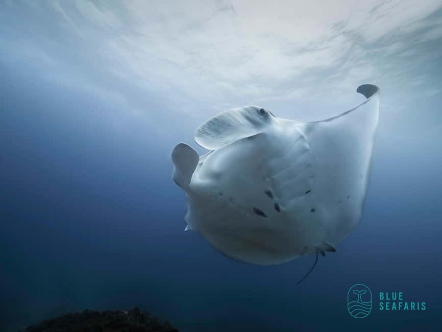 image n.3 of Byron Bay: Snorkelling Tour of Julian Rocks "Nuthungulli" activity in Byron Bay, uploaded by supplier