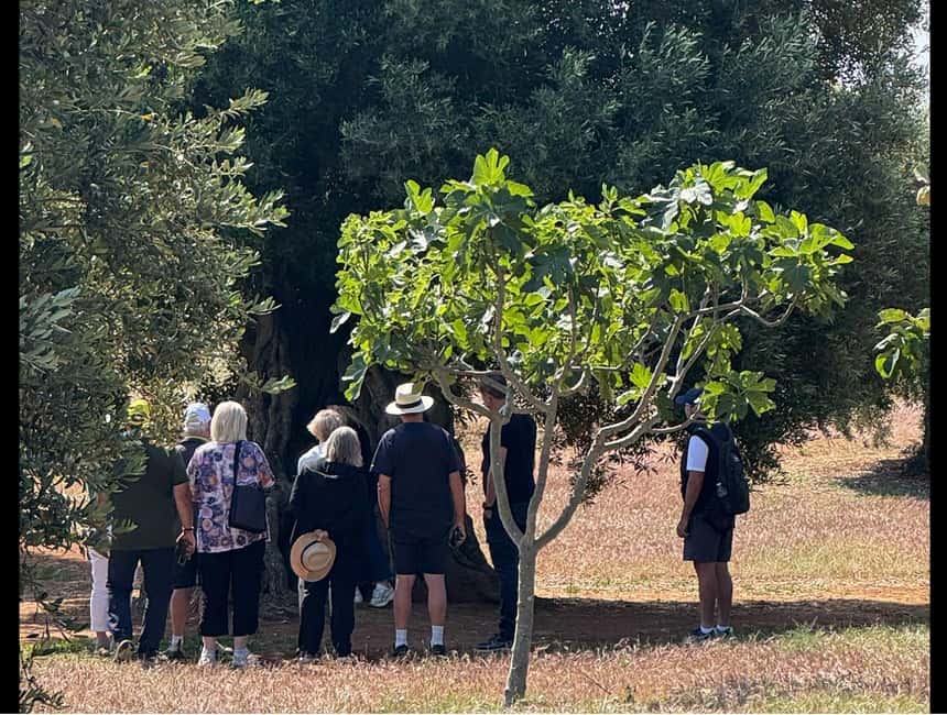 image n.4 of Ostuni: Farm tour among thousand-year-old olive trees with oil tasting activity in Ostuni, uploaded by supplier