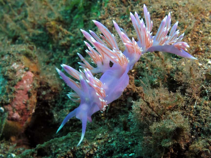 image n.14 of Tenerife: Half-Day Snorkeling Tour activity in Arico, uploaded by supplier