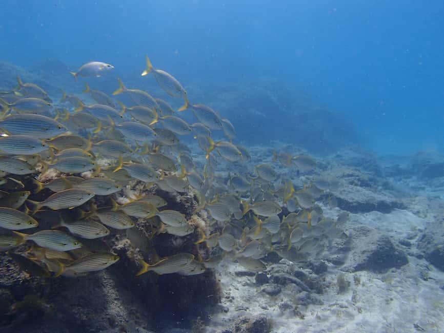 image n.12 of Tenerife: Half-Day Snorkeling Tour activity in Arico, uploaded by supplier