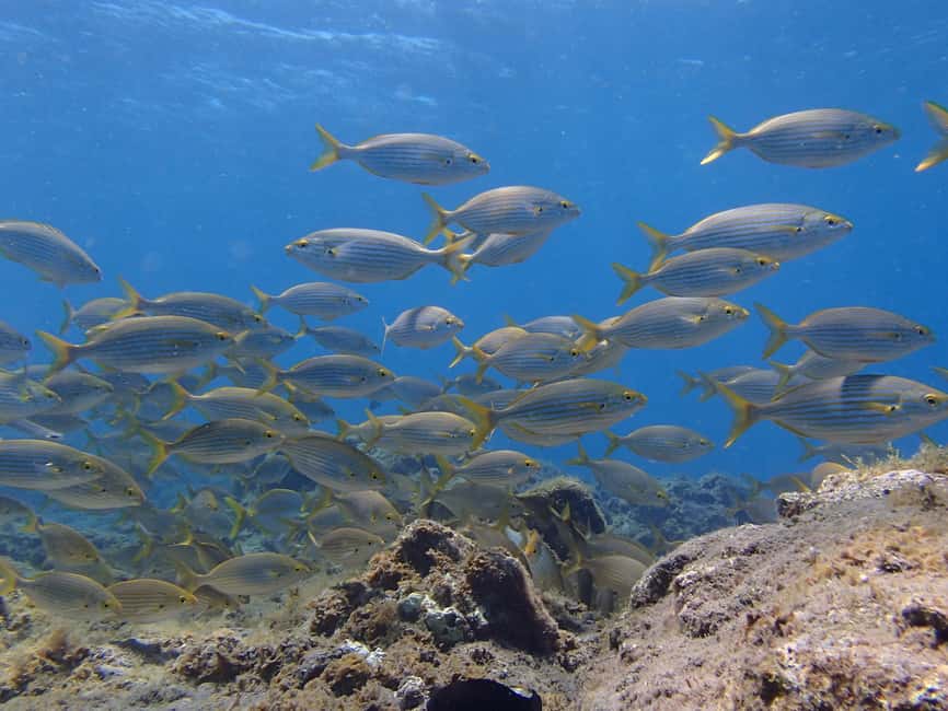 image n.9 of Tenerife: Half-Day Snorkeling Tour activity in Arico, uploaded by supplier