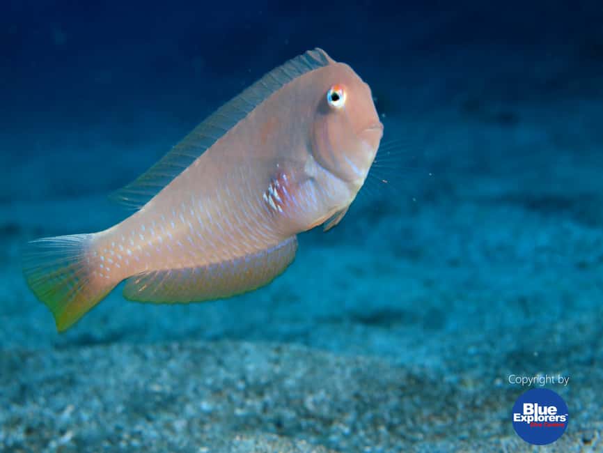 image n.16 of Tenerife: Half-Day Snorkeling Tour activity in Arico, uploaded by supplier