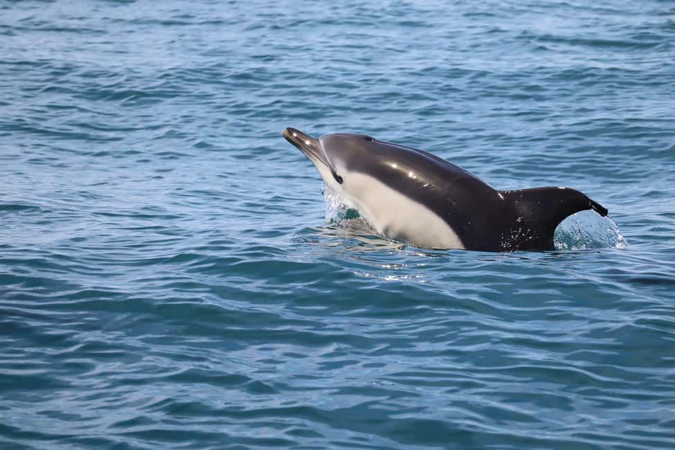 Bild Nr. 6 von Faro: Delfin- und Wildtierbeobachtung im Atlantischen Ozean Aktivität in Algarve, hochgeladen vom Anbieter