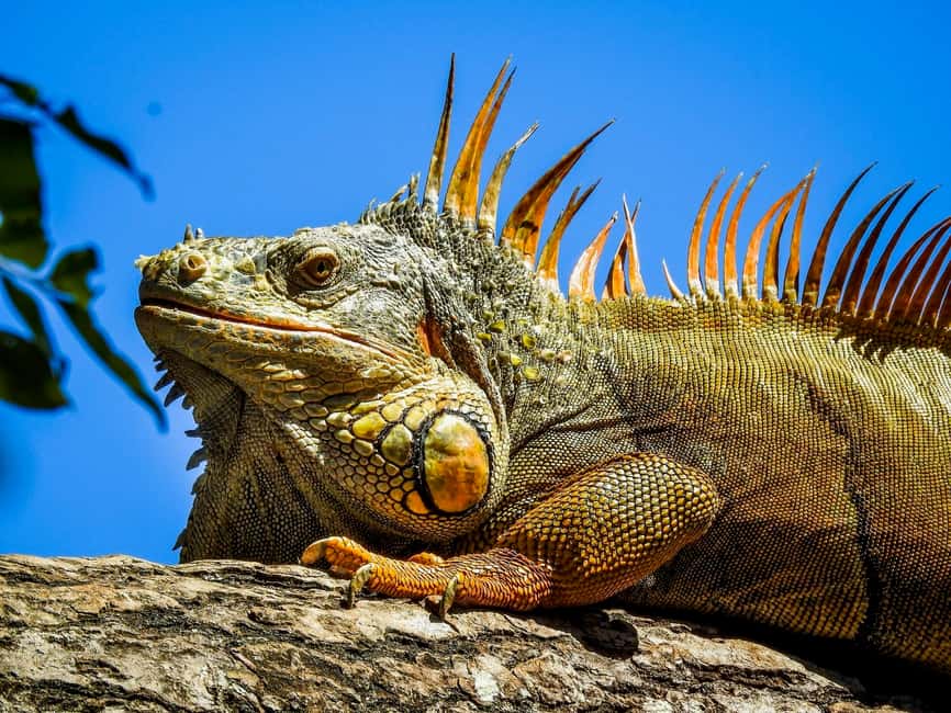 image n.11 of Roatán: Gumbalimba Preservation Nature Park and Beach Break activity in Bay Islands Department, uploaded by supplier