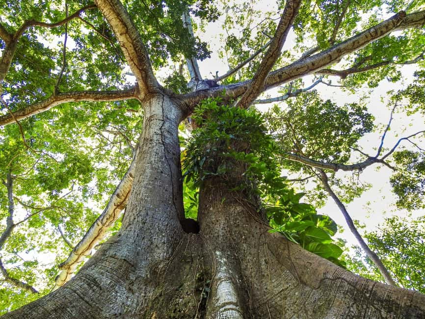 image n.13 of Roatán: Gumbalimba Preservation Nature Park and Beach Break activity in Bay Islands Department, uploaded by supplier